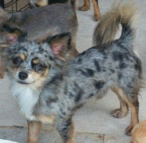 The most common long haired chihuahua material is metal. blue merle chihuahua puppies for sale | Chihuahua puppies ...