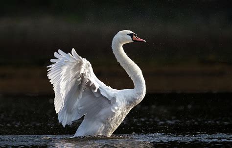Elegant Swan In A Lake Photograph By Kristian Sekulic Fine Art America