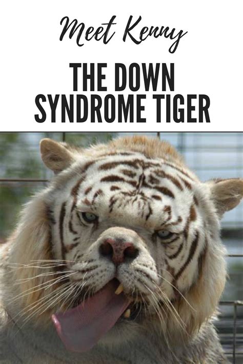 Image Of White Tiger With Down Syndrome Peepsburgh