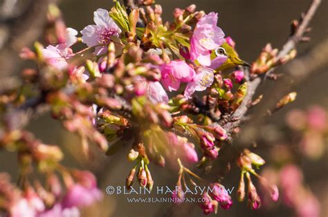 Winter Cherry Blossoms Blain Harasymiw Photography