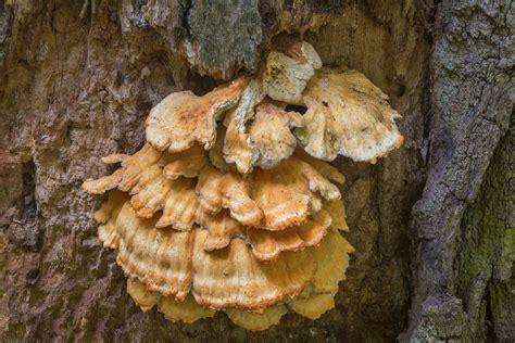Chicken Of The Woods Mushroom Search In Pictures