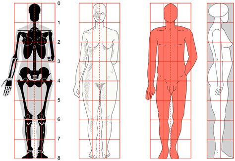 Filehuman Body Proportions2 Svgsvg Human Body Proportions Face