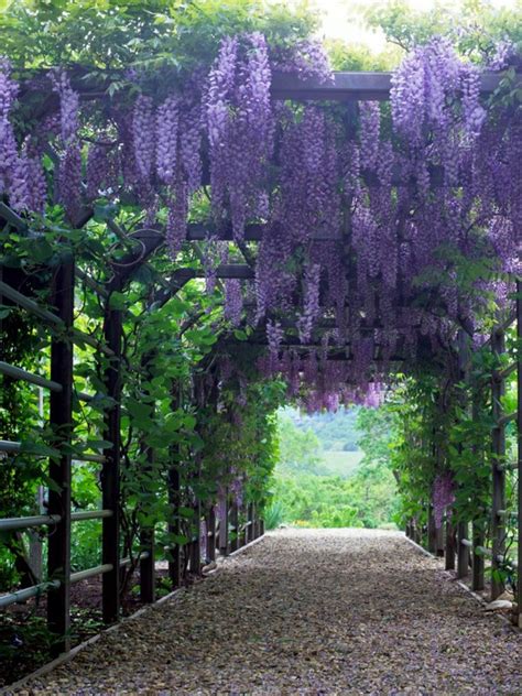 15 Beautiful Climbing Plants For Pergola And Arbors That Will Make