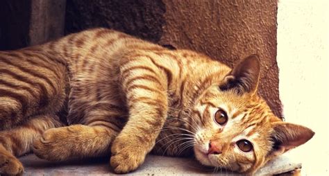 7 Fun Facts About Orange Tabby Cats