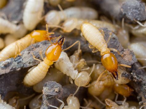 10 Fascinating Facts About Termites Permatreat Pest And Termite Control