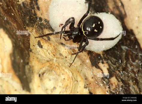 False Widow Spider Steatoda Capensis With Egg Sacs Stock Photo Alamy