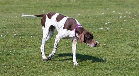 English Pointer Characteristics Facts And Information