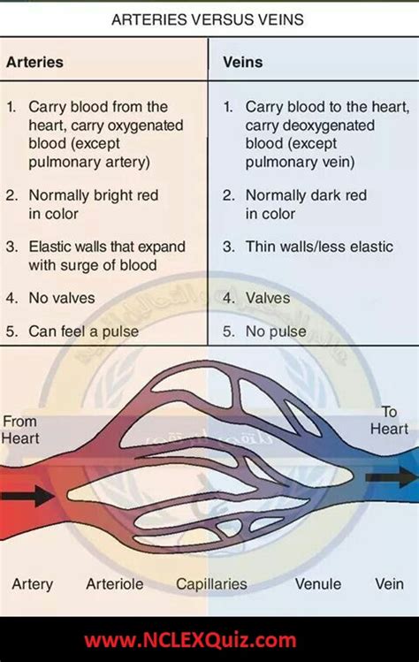 Arteries Vs Veins Vs Capillaries