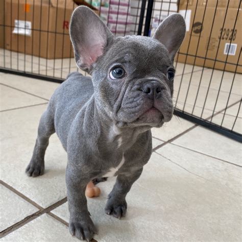 We do not have puppies for sale. FRENCH BULLDOG | MALE | ID:3086-TF - Central Park Puppies