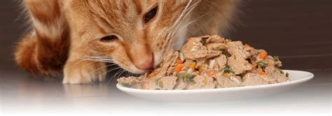 Following these steps will ensure positive results and take away the. Get To Know: How Much Wet Food Cats Should Eat? - Cat Lovers