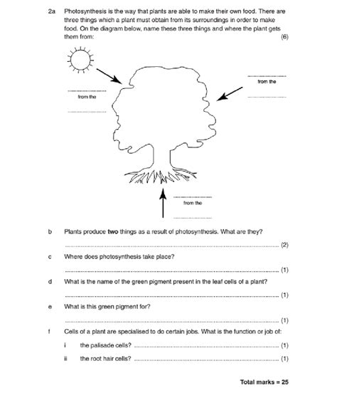 What Is Photosynthesis Photosynthesis Worksheets And Vrogue Co