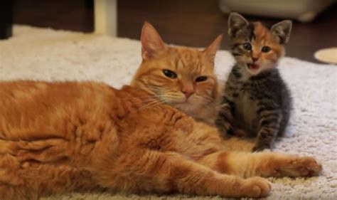 Cat Meets Kitten For The First Time 7 Steps Of Acceptance Cat