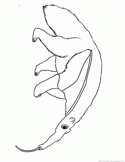 If you are not familiar with the giant anteater you may be confused at first glance as to which end is front and which is the back. Anteater Coloring Pages