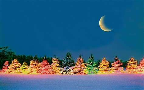 Beautiful Outdoor Christmas Trees Wallpapers Pics