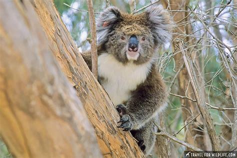 Where To See Native Australian Animals An Epic Australia Roadtrip