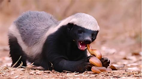 Honey Badger Hewan Kecil Paling Badass Di Bumi Youtube