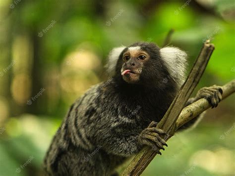 Premium Photo Funny Capuchin Monkey Sticking Out His Tongue
