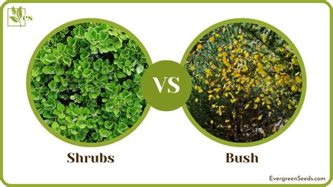 Shrubs Vs Bush Comparing Two Horticultural Plants