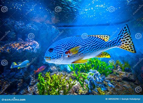 Colorful Aquarium Stock Photo Image Of Fishes Scenic 48920298