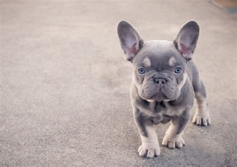 A lilac french bulldog dog will have the genotype bbdd (homozygous for liver, homozygous lilac dogs are usually very light blue, almost silver looking, with light eyes and pinkish tint on their muzzle. Isabella French Bulldog- Guide to the rarest lilac ...