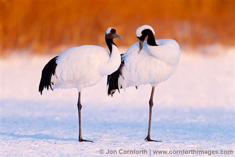 Red Crowned Crane 21 Photo Picture Print Cornforth Images