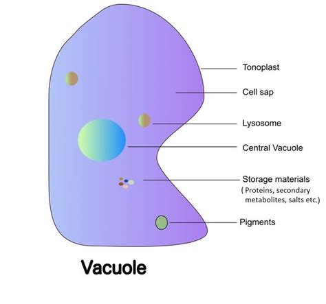 Vacuoles — Lesson Science Cbse Class 9
