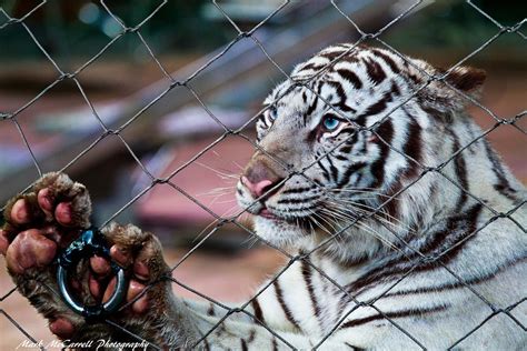 White Tiger Wants Food Mark Mccarrell Flickr