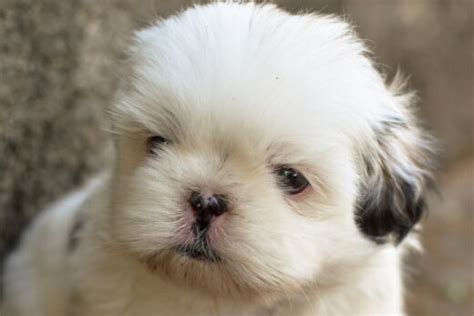 Imperial Shih Tzu 2022 15 Things All Owners Should Know I Dog Snobs