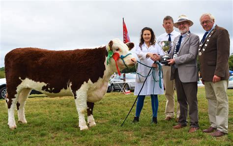 Pics Over 60 Herefords On Display At The North Tipperary Agricultural