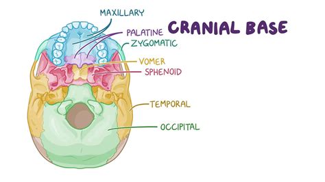 Anatomy Of The Cranial Base Osmosis