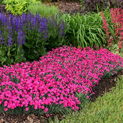 Paint The Town Magenta Dianthus Great Garden Plants