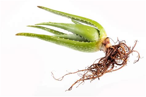 Aloe Vera Root Rot Facts And Causes