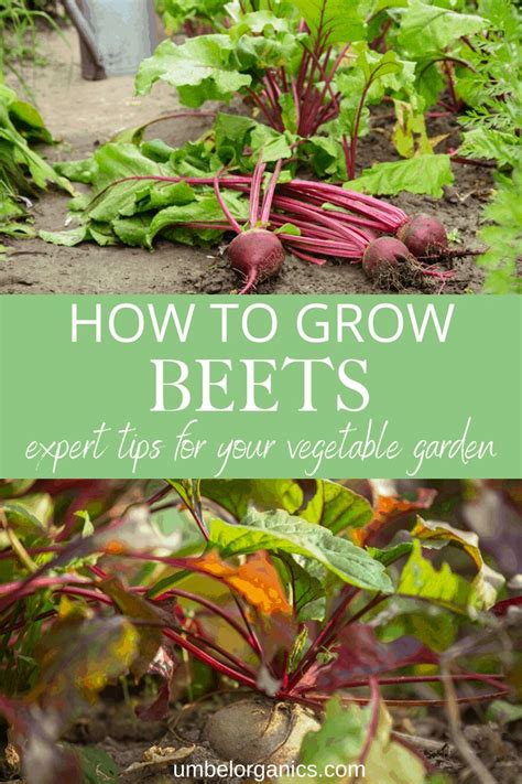 From Starting Beet Seeds To Harvesting We Share The Best Tips For