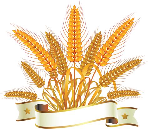 Wheat clipart wheat product, Wheat wheat product Transparent FREE for png image