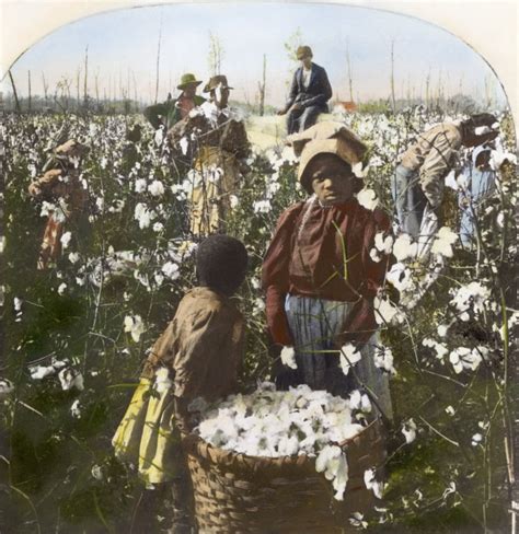 Cotton Plantation Npicking Cotton On A Mississippi Plantation Oil