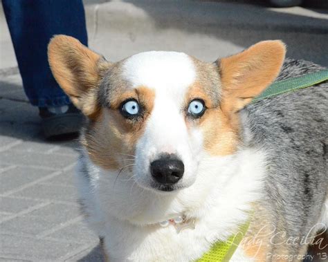 Corgi With Blue Eyes Corgi Dogs Animals