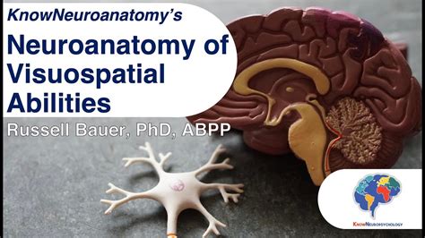 The Neuroanatomy Of Visuospatial Abilities Youtube