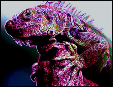 Purple Iguana Digital Art By Michael Todd Fine Art America