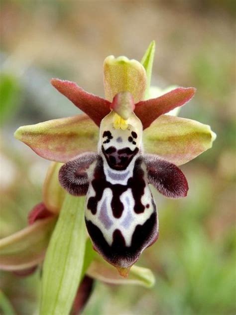 Orchideenarten Die Sie Erstaunen Inspirieren Wortlos Lassen Unusual Flowers Strange Flowers