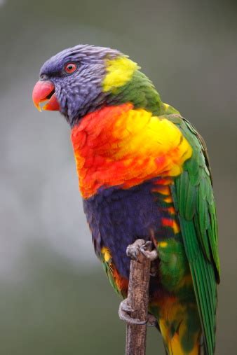 Rainbow Lorikeet Stock Photo Download Image Now Animal Animal