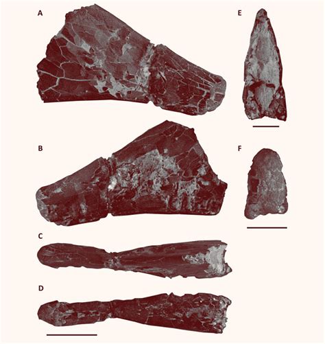 Wightia Declivirostris New Pterosaur Species Identified From Fossil Found In England