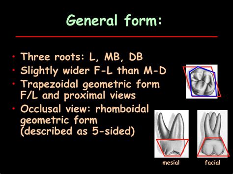 Ppt Permanent Maxillary Molars Powerpoint Presentation Free Download