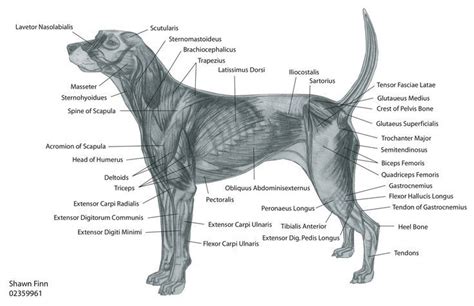 Review the anatomical characteristics of the rib and ribcage in this interactive tutorial and test your knowledge in the quiz. muscles in dog front leg - Google Search | LVT stuff | Dog ...