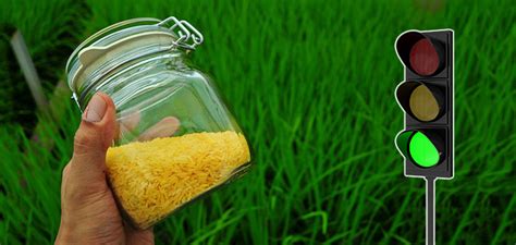 Once a vaccine is approved, the fda continues to oversee its production, with periodic facility inspections and tracking of the quality control performed by the manufacturer. The FDA Has Approved GMO Golden Rice to Enter the U.S ...