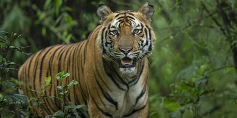 Best Tiger Safari India Tours In 2024 Book Directly