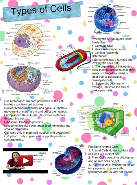 Animal cells come in all kinds of shapes and sizes, with their size ranging from a few millimeters to micrometers. Types of Cells: biology, cell, cytoplasm, dna, en ...