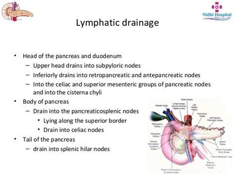 Resectional Anatomy Of Pancreas