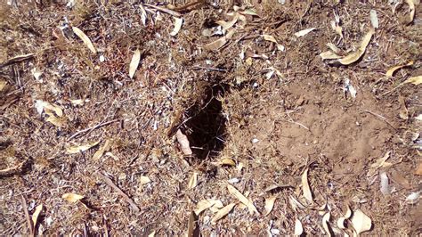 Mystery Holes In Lawn Bunnings Workshop Community