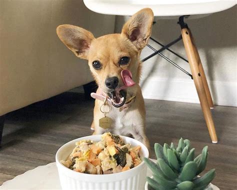 Many of them also include steep discounts for your first order or a subscription signup. The Best Dog Food Delivery Services, According To Vets