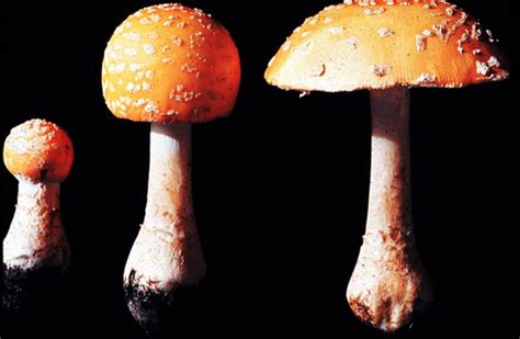 Club Fungi